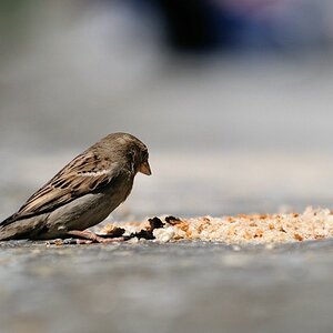 comp  DSC6385
