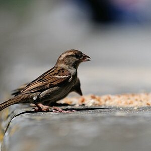 comp  DSC6387