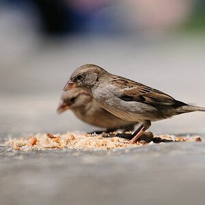 comp  DSC6415