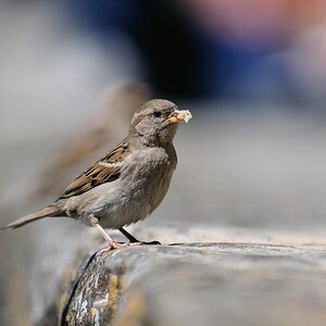 comp  DSC6417