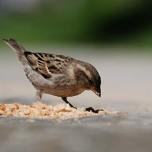 comp  DSC6448