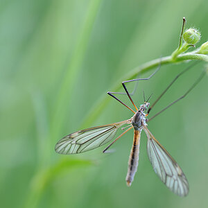 90mm7