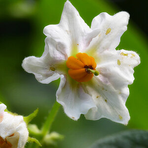 Kartoffelblüte