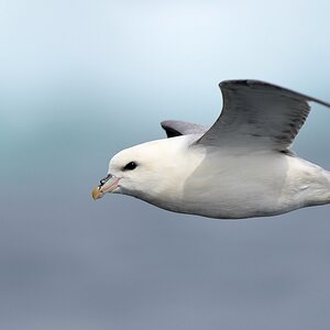 s655 Diskofjord Eissturmvogel 9523