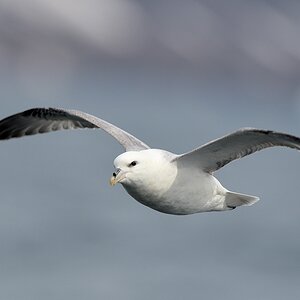 s661 Diskofjord Eissturmvogel 9572