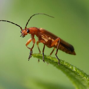 Roter Weichkäfer