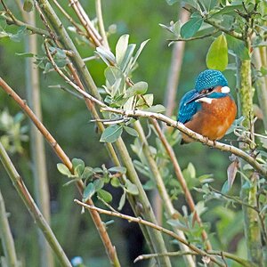 D75 6665 Eisi gut versteckt 7 2016