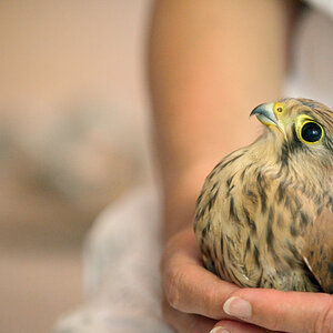 VogelPZ1 5879