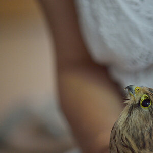 VogelPZ1 5883