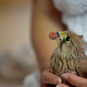 VogelPZ1 5886