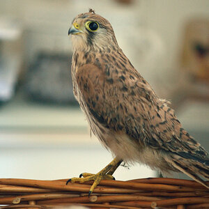 VogelPZ1 5887