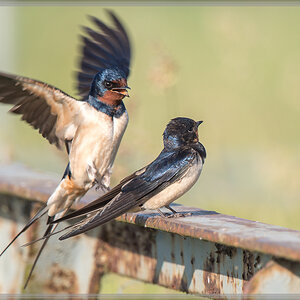 20160605 4970 [NIKON D500] 700 mm,1 640 Sek. bei ƒ   6,3