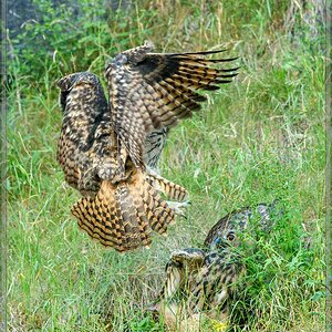 20160626 5588 [NIKON D500] 500 mm,1 800 Sek. bei ƒ   4,0