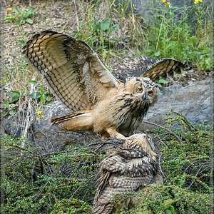 20160626 5687 [NIKON D500] 500 mm,1 400 Sek. bei ƒ   4,0