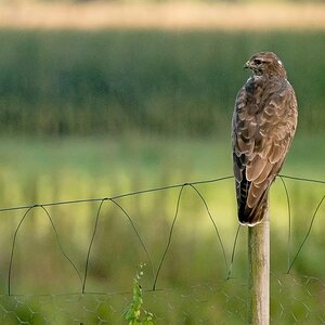 D50 1809 Bussard schaut in die Ferne IA 9 2016