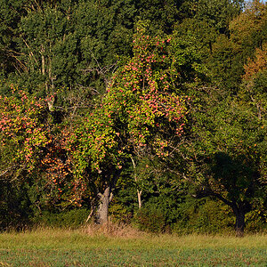 DSC 1697 khg 
Sehr alter Apfelbaum am Waldrand