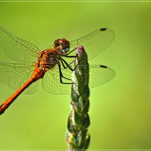 DSC 2374 Libelle 1000