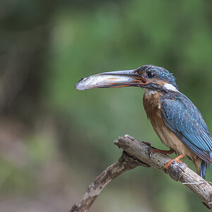 eisvogel 04