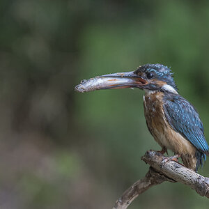 eisvogel 05