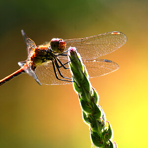 DSC 2394 Libelle 1000