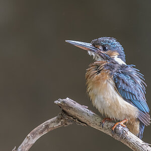 eisvogel 06