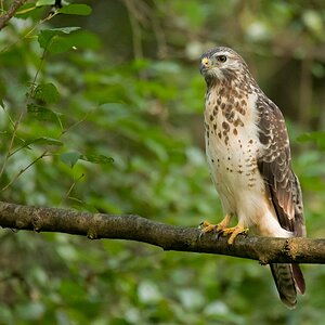 D50 2607 Bussard im  schattigen Wald IA 9 2016