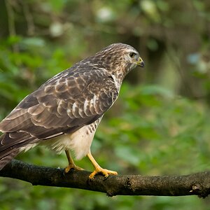 D50 2610 Zufallsbegegnung im schattigen Wald IIA 9 2016