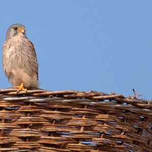 D50 2706 Falke auf Storchennest IA 10 2016
