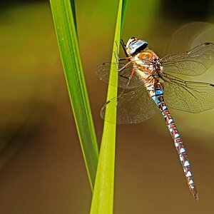 D50 1294 Libelle mit schönem Bokeh IIA 8 2016