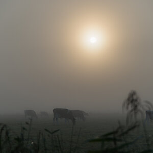 161003 Wiemsdorf Morgennebel 1