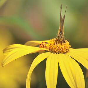 Schmetterling mit Marienkäfer