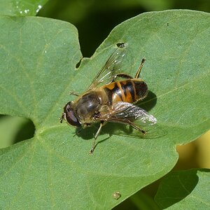 Schwebfliege 2
