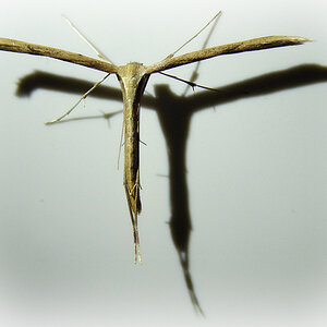 Crucifie me - Federmotte (evt. Stenoptilia pterodactyla)