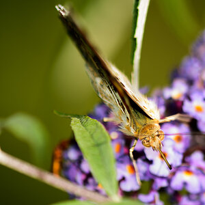 Schmetterling1