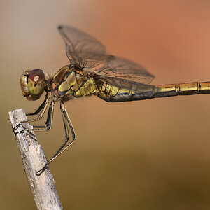 DSC 3505nx
