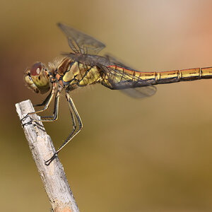 DSC 3515nx