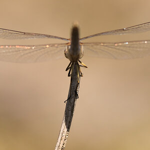 DSC 3671nx