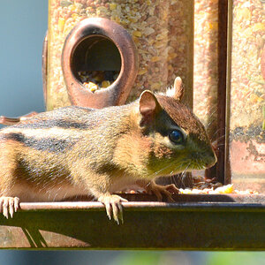 DSC 2452 khg