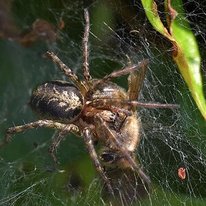 Spinne tötet Biene