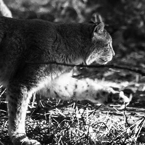 luchs gehend