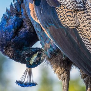 pfau putzend