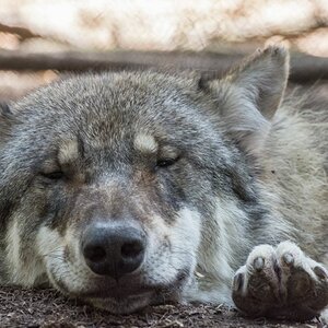 wolf schlafend