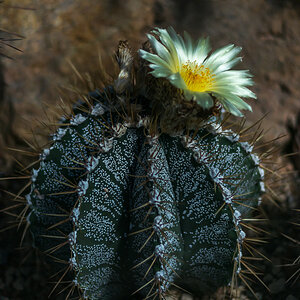 Kakteenblüte