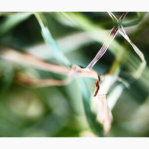 58r800gras070613