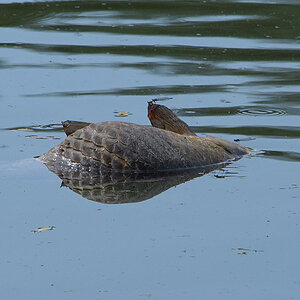 Toter Fisch im Spiegel1