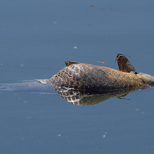Toter Fisch im Spiegel3