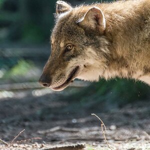wolf seitlich