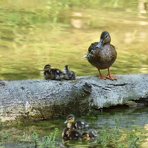 Stockentenfamilie 082016 8