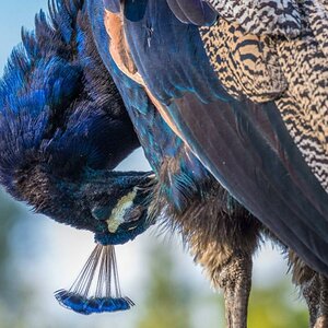 pfau putzend