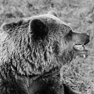 baer sw